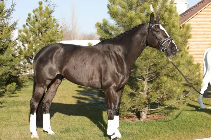 Cavalo Hanoveriano
