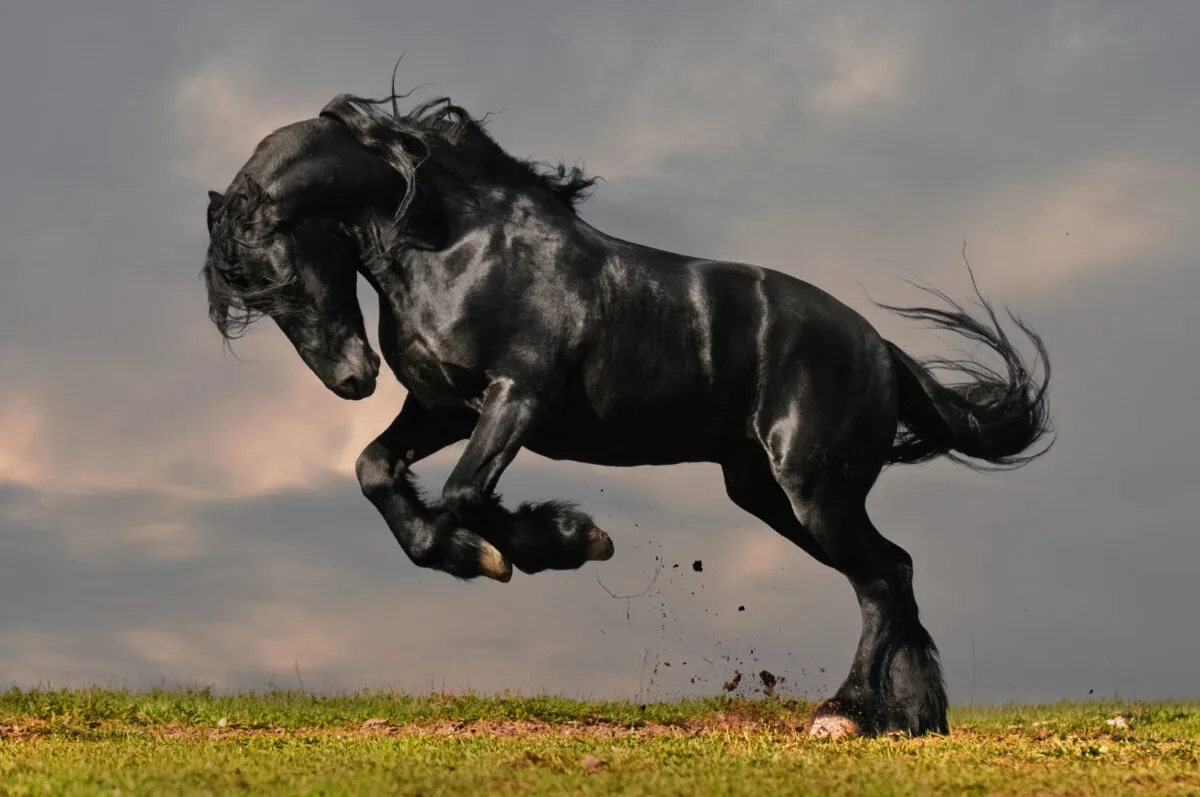 Cavalo holandês