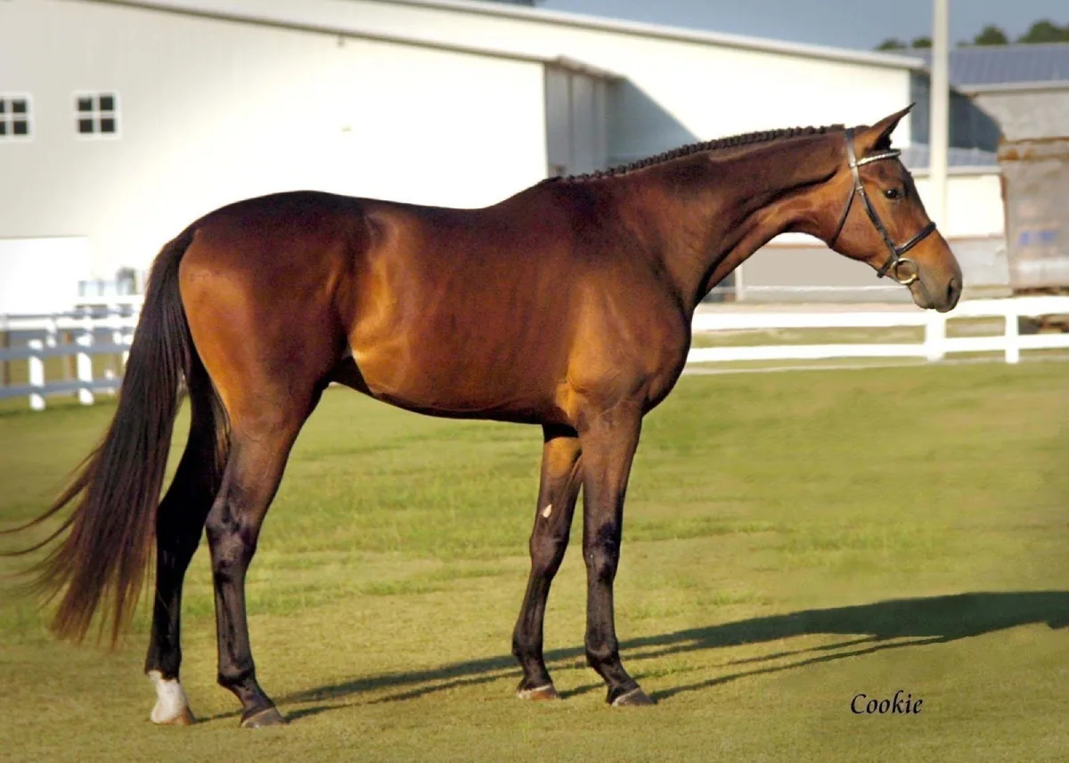 Cavalo Trakehner