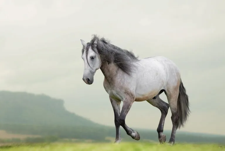 Lusitano Cavalo