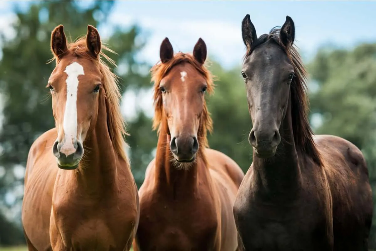 Como deixar de ter medo de cavalos - 1